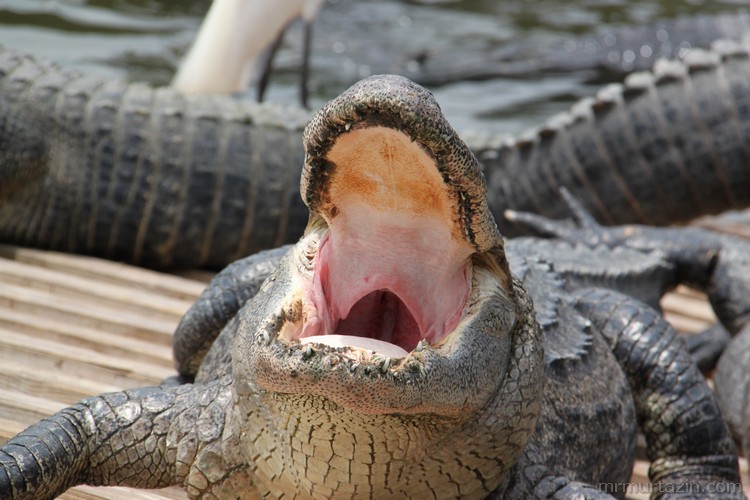Gatorland -крокодиловая ферма, прогулки по паркам Орландо